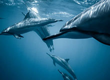 WTT多哈冠军赛：梁靖崑3-0速胜晋级男单16强